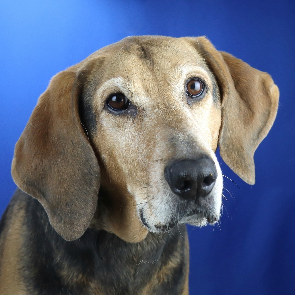 Zorra - 070910S, an adoptable Bloodhound in Tupelo, MS, 38801 | Photo Image 1