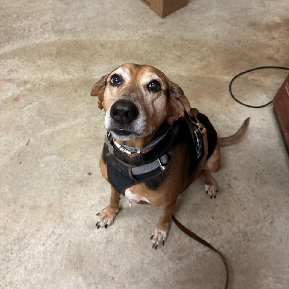 Zorra - 070910S, an adoptable Bloodhound in Tupelo, MS, 38801 | Photo Image 2