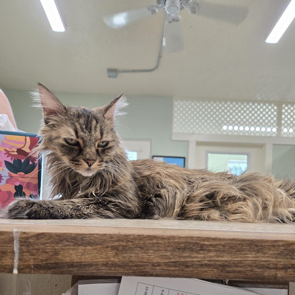 Alley, an adoptable Domestic Long Hair in Nampa, ID, 83651 | Photo Image 1