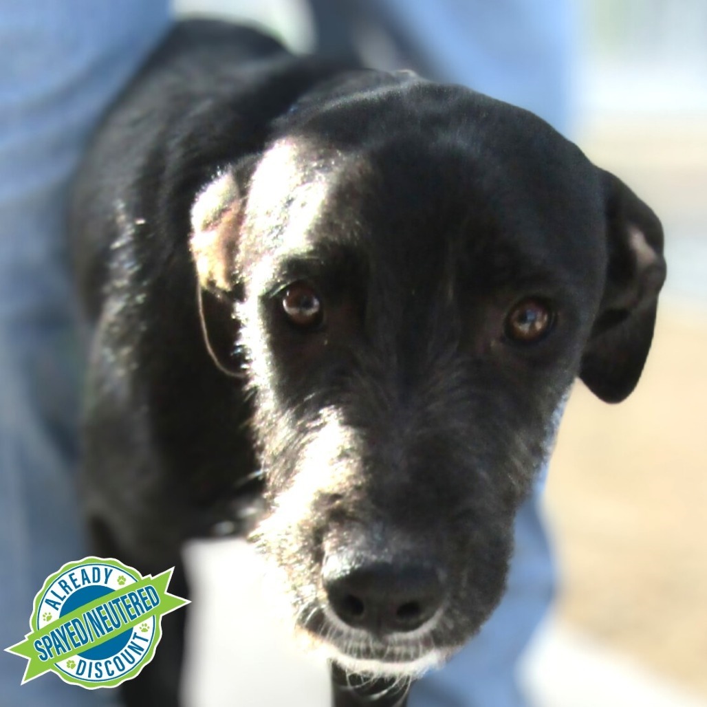 Olive, an adoptable Mixed Breed in Las Cruces, NM, 88012 | Photo Image 1