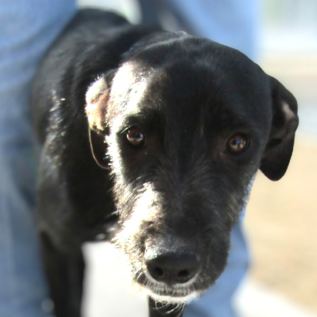 Olive, an adoptable Mixed Breed in Las Cruces, NM, 88012 | Photo Image 1