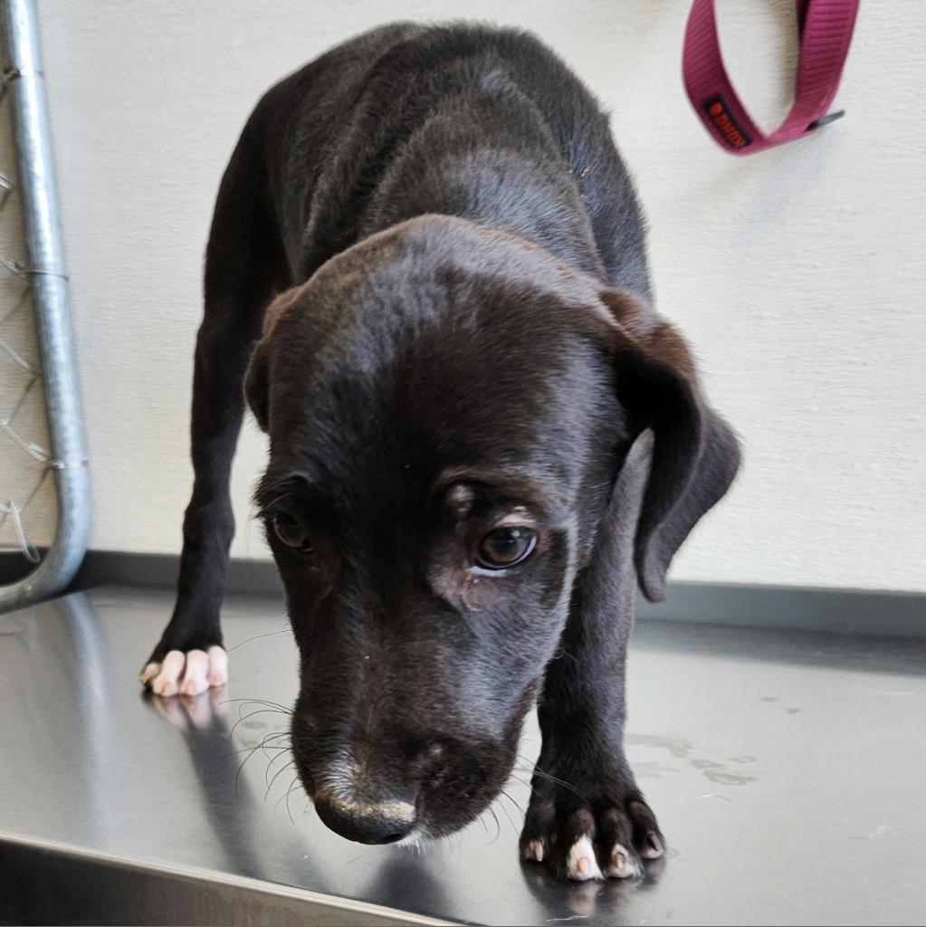 Olive, an adoptable Mixed Breed in Las Cruces, NM, 88012 | Photo Image 3