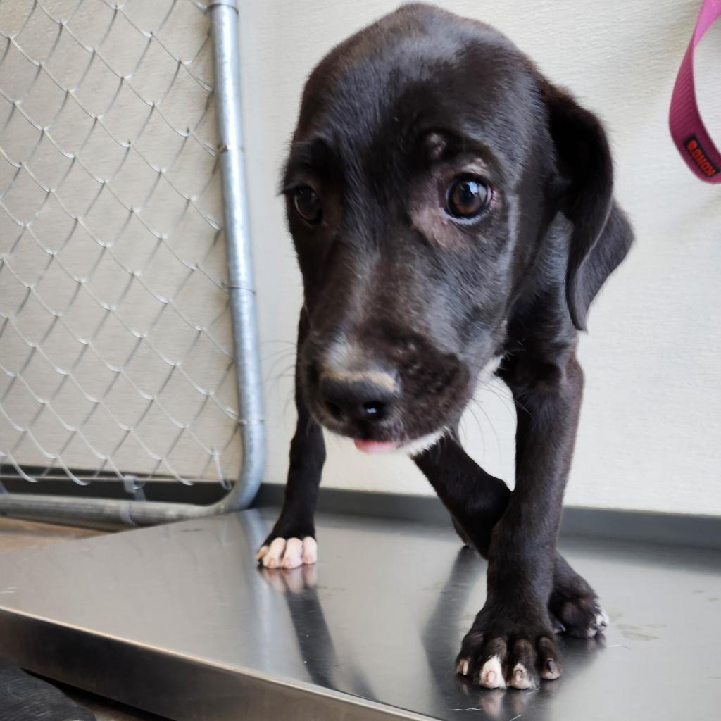 Olive, an adoptable Mixed Breed in Las Cruces, NM, 88012 | Photo Image 4