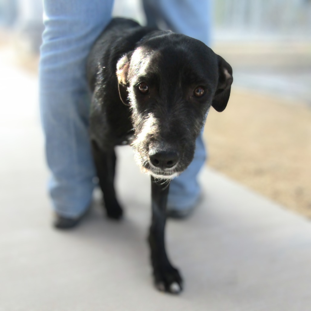 Olive, an adoptable Mixed Breed in Las Cruces, NM, 88012 | Photo Image 5