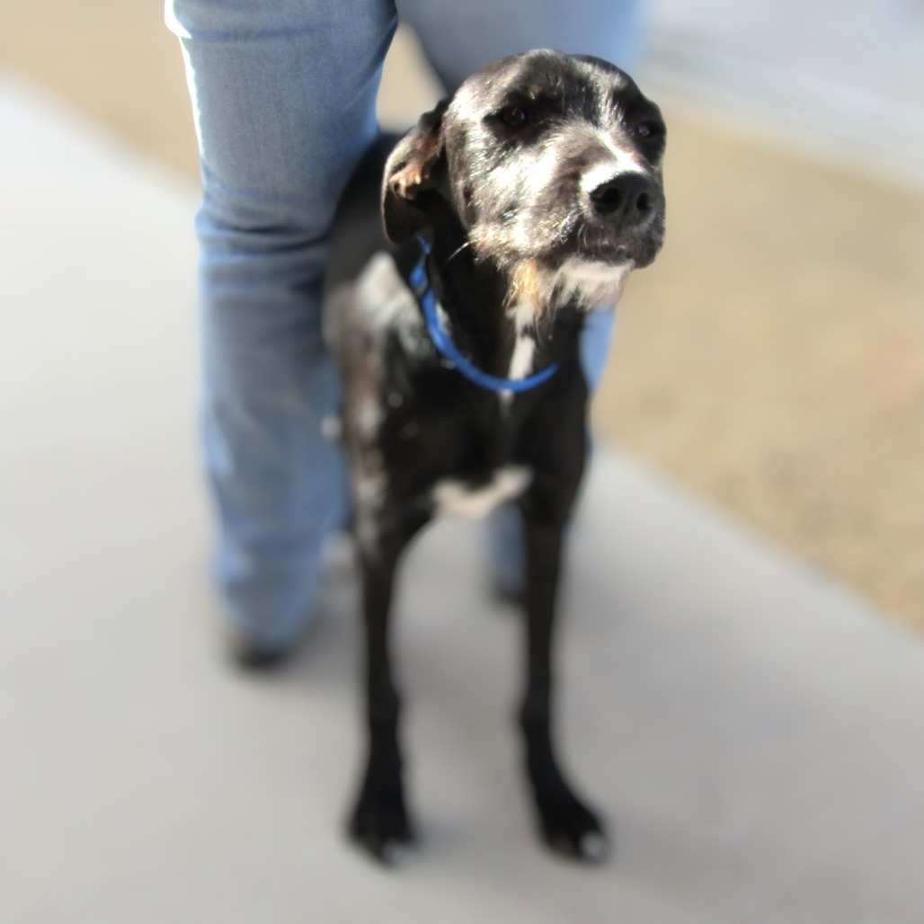 Olive, an adoptable Mixed Breed in Las Cruces, NM, 88012 | Photo Image 6