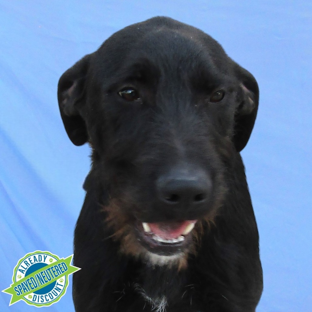 Charlie, an adoptable Mixed Breed in Las Cruces, NM, 88012 | Photo Image 1