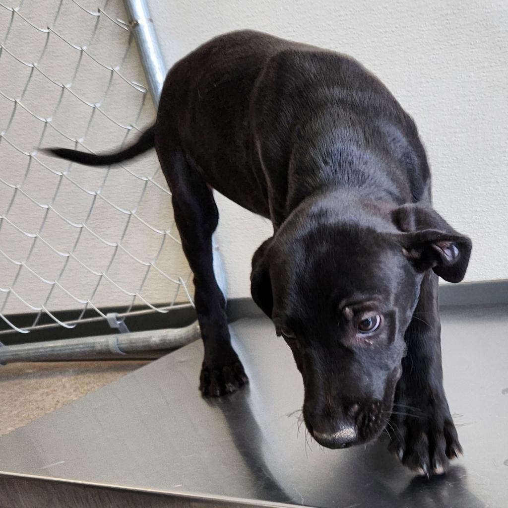 Charlie, an adoptable Mixed Breed in Las Cruces, NM, 88012 | Photo Image 2