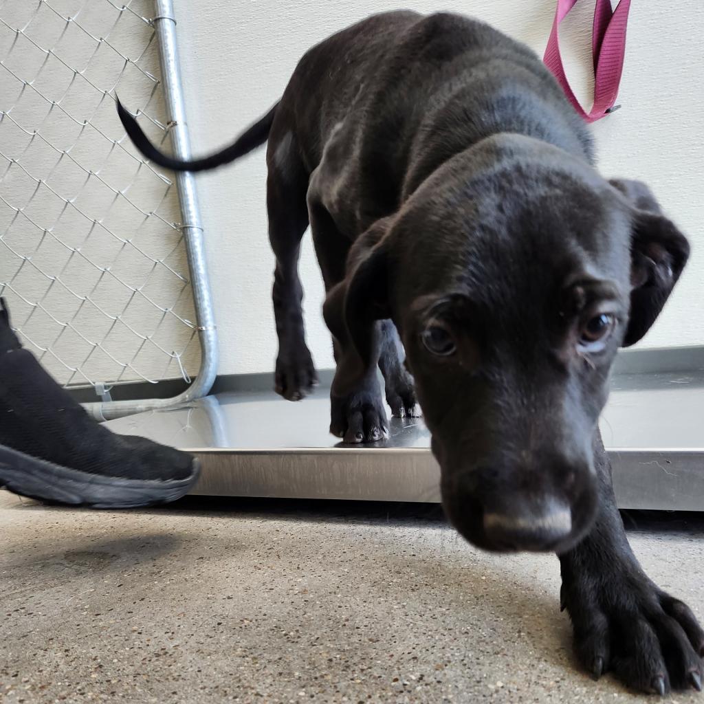 Charlie, an adoptable Mixed Breed in Las Cruces, NM, 88012 | Photo Image 3