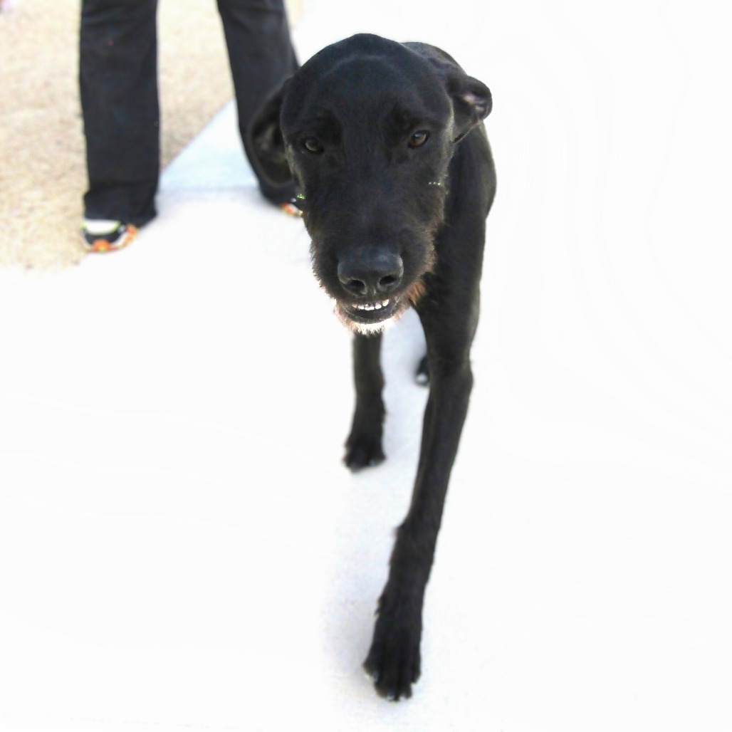 Charlie, an adoptable Mixed Breed in Las Cruces, NM, 88012 | Photo Image 5