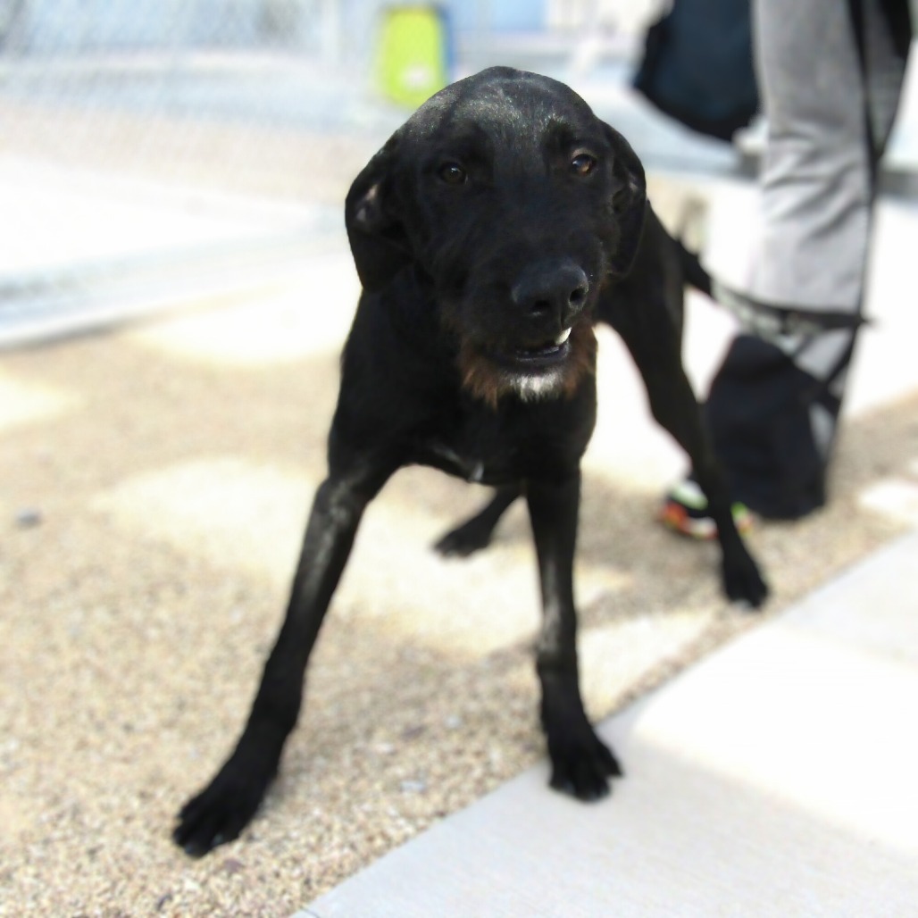 Charlie, an adoptable Mixed Breed in Las Cruces, NM, 88012 | Photo Image 6