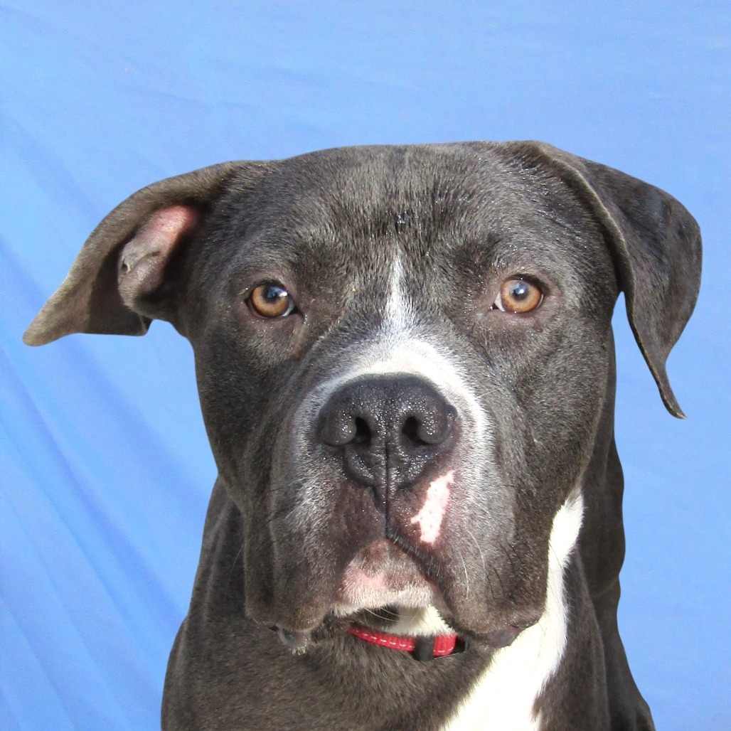 Dino, an adoptable Mixed Breed in Las Cruces, NM, 88012 | Photo Image 1