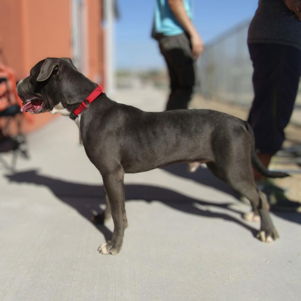 Dino, an adoptable Mixed Breed in Las Cruces, NM, 88012 | Photo Image 2