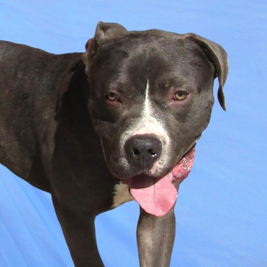 Dino, an adoptable Mixed Breed in Las Cruces, NM, 88012 | Photo Image 5