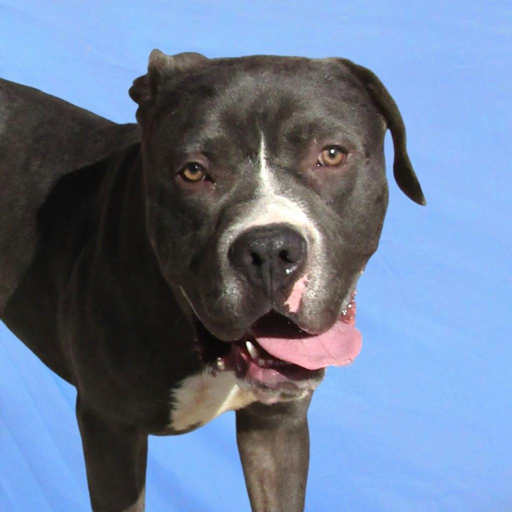 Dino, an adoptable Mixed Breed in Las Cruces, NM, 88012 | Photo Image 6