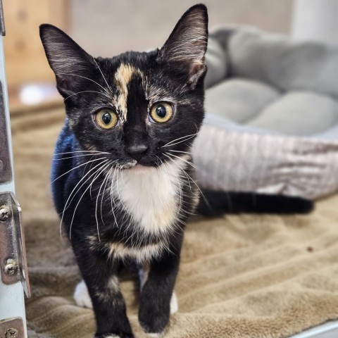 Kittens, an adoptable Domestic Short Hair in Glenwood Springs, CO, 81601 | Photo Image 2