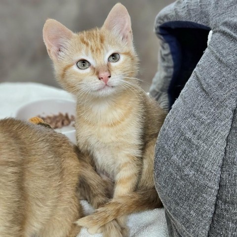 Kittens, an adoptable Domestic Short Hair in Glenwood Springs, CO, 81601 | Photo Image 3