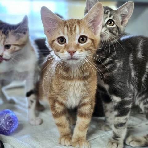 Kittens, an adoptable Domestic Short Hair in Glenwood Springs, CO, 81601 | Photo Image 4