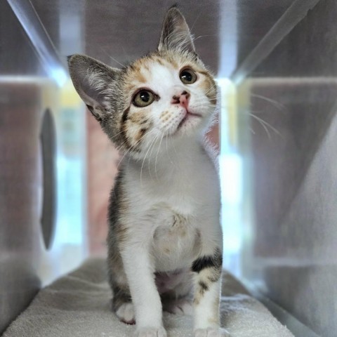 Kittens, an adoptable Domestic Short Hair in Glenwood Springs, CO, 81601 | Photo Image 5