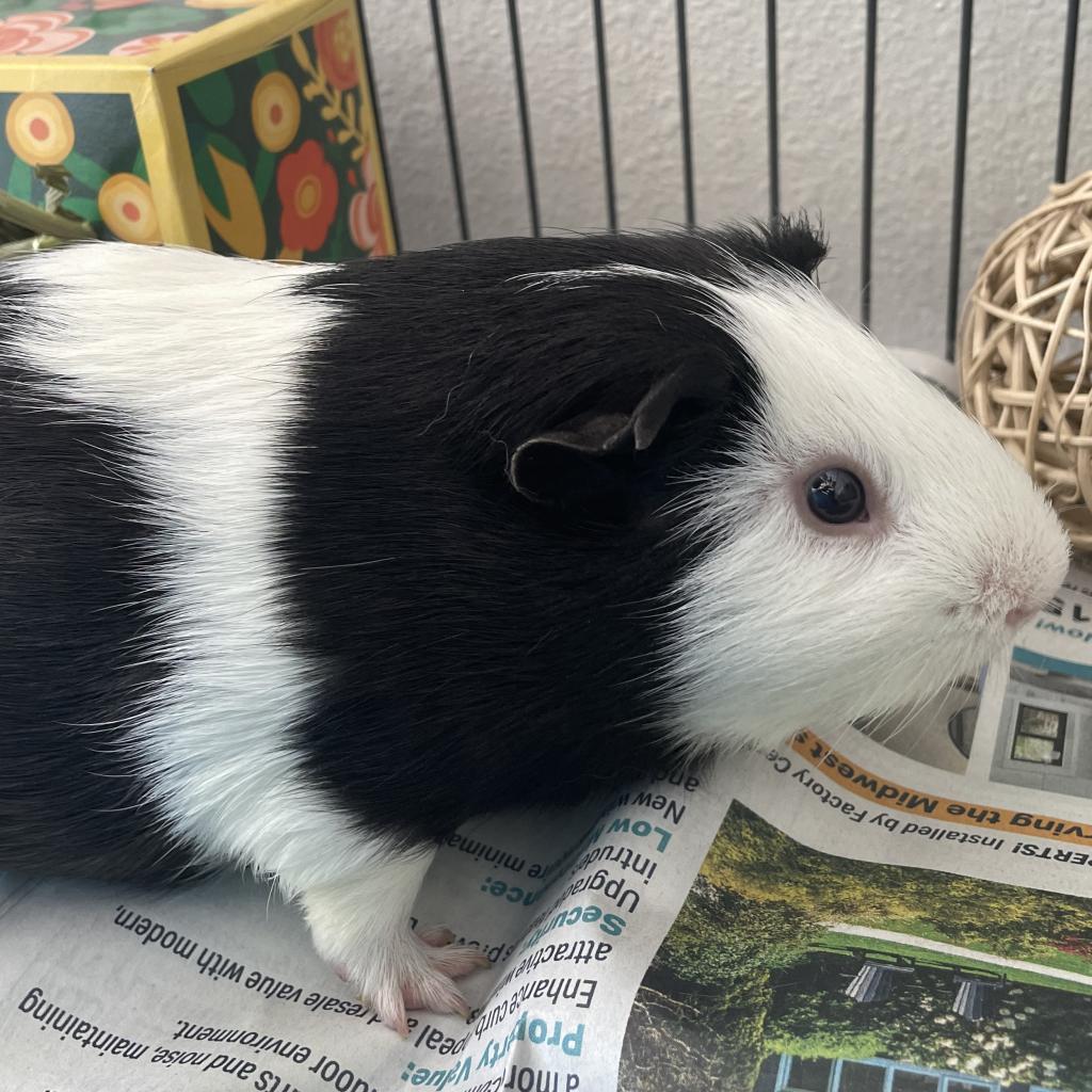 Oreo (Bonded to Patches)