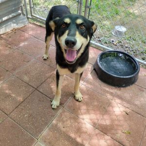 Kendric, Adult Male Shepherd
