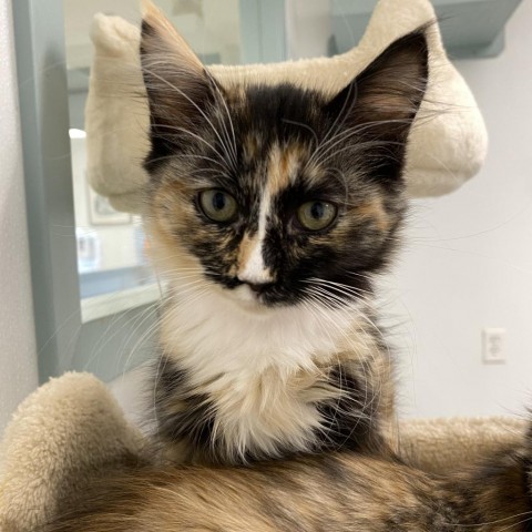 Rosemary, an adoptable Domestic Long Hair in Mount Shasta, CA, 96067 | Photo Image 1