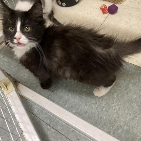 Terrie, an adoptable Domestic Short Hair in Mount Shasta, CA, 96067 | Photo Image 2