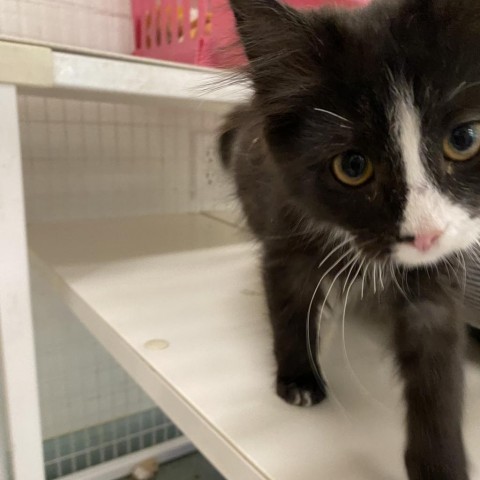 Terrie, an adoptable Domestic Short Hair in Mount Shasta, CA, 96067 | Photo Image 4