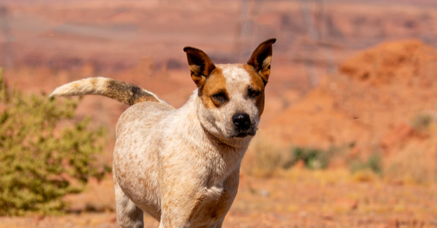 Karen, an adoptable Cattle Dog in Page, AZ, 86040 | Photo Image 1