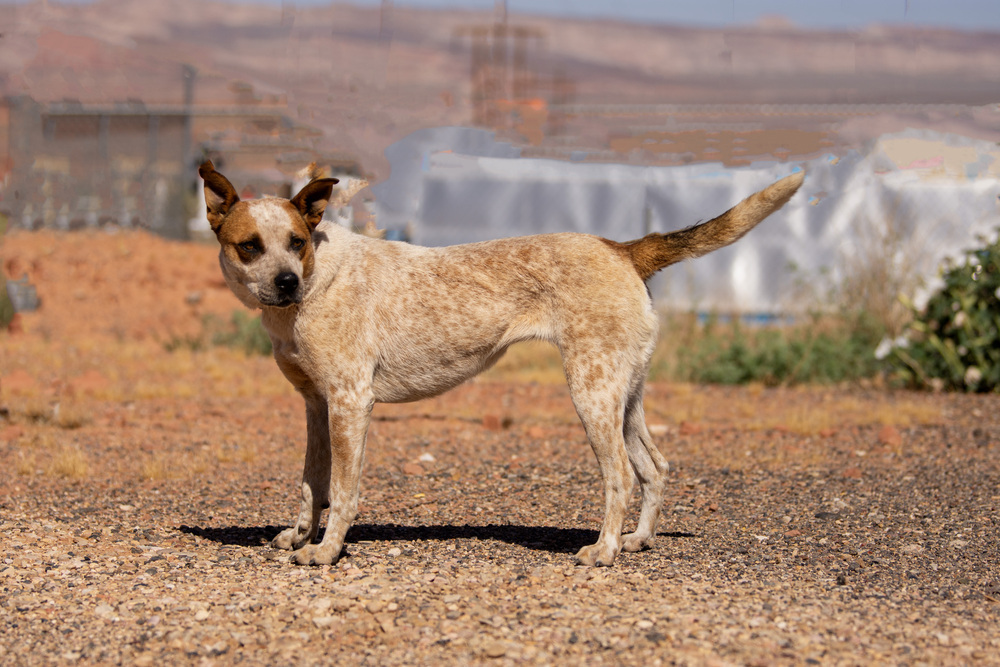 Karen, an adoptable Cattle Dog in Page, AZ, 86040 | Photo Image 2