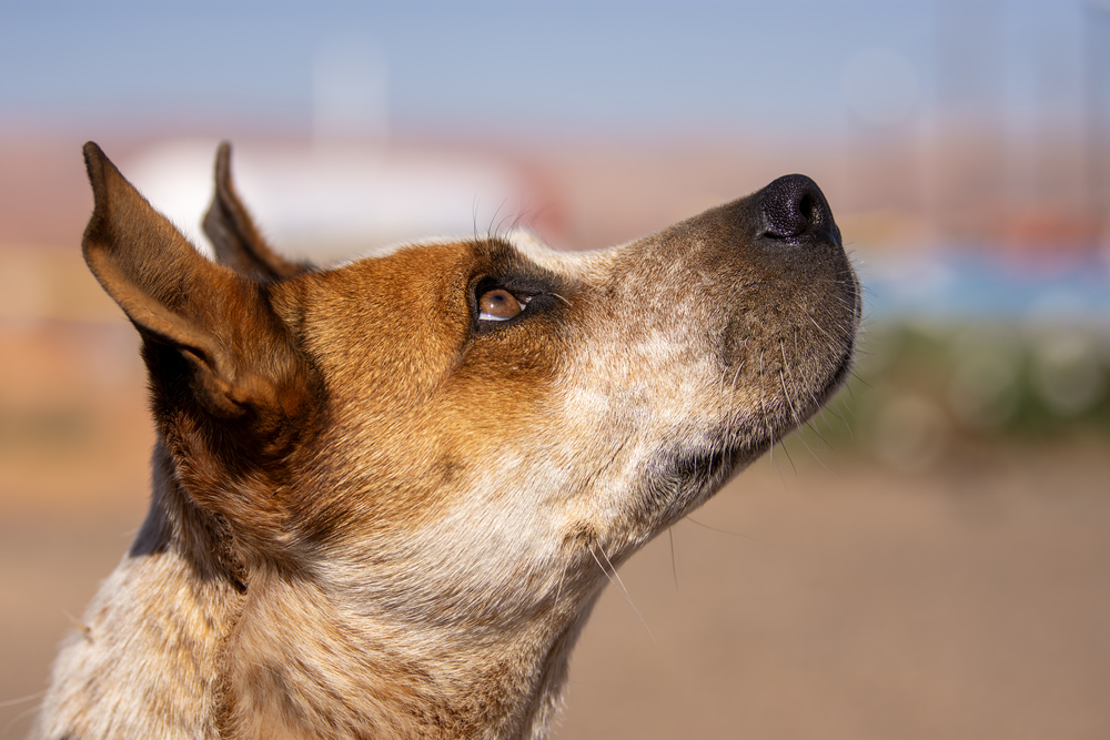 Karen, an adoptable Cattle Dog in Page, AZ, 86040 | Photo Image 3