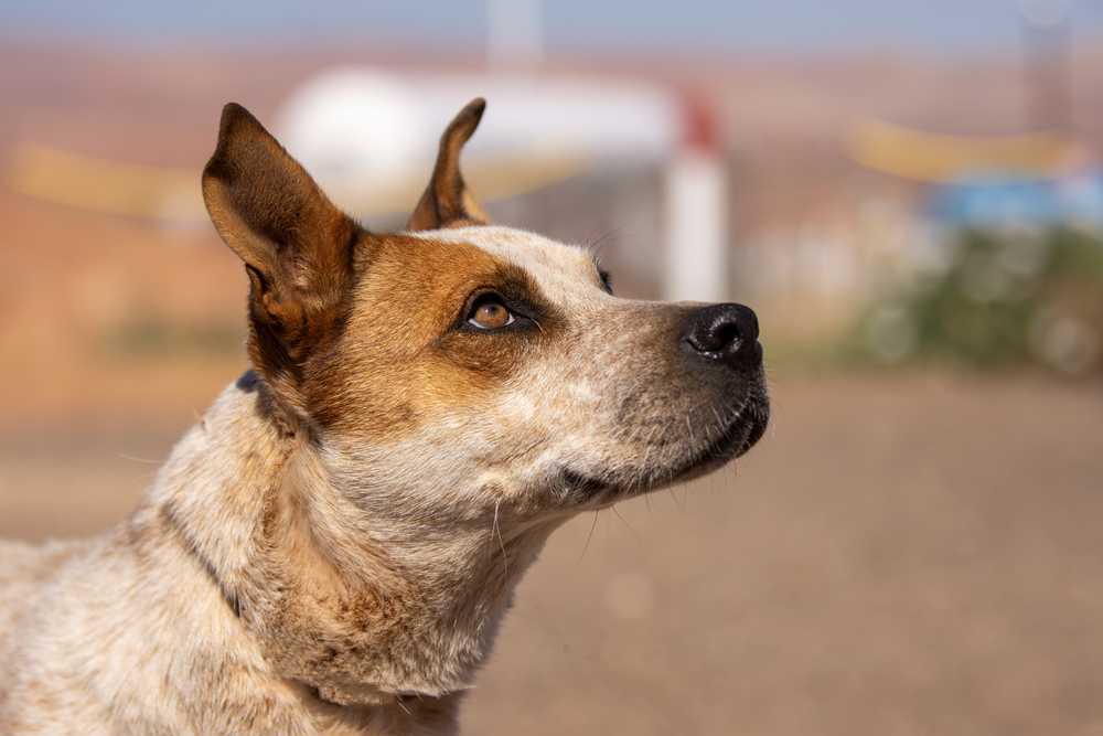 Karen, an adoptable Cattle Dog in Page, AZ, 86040 | Photo Image 4