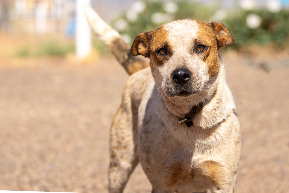 Karen, an adoptable Cattle Dog in Page, AZ, 86040 | Photo Image 5