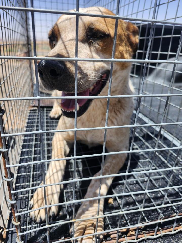 Karen, an adoptable Cattle Dog in Page, AZ, 86040 | Photo Image 6