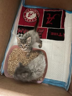 Phoebe, Baby Female Domestic Short Hair