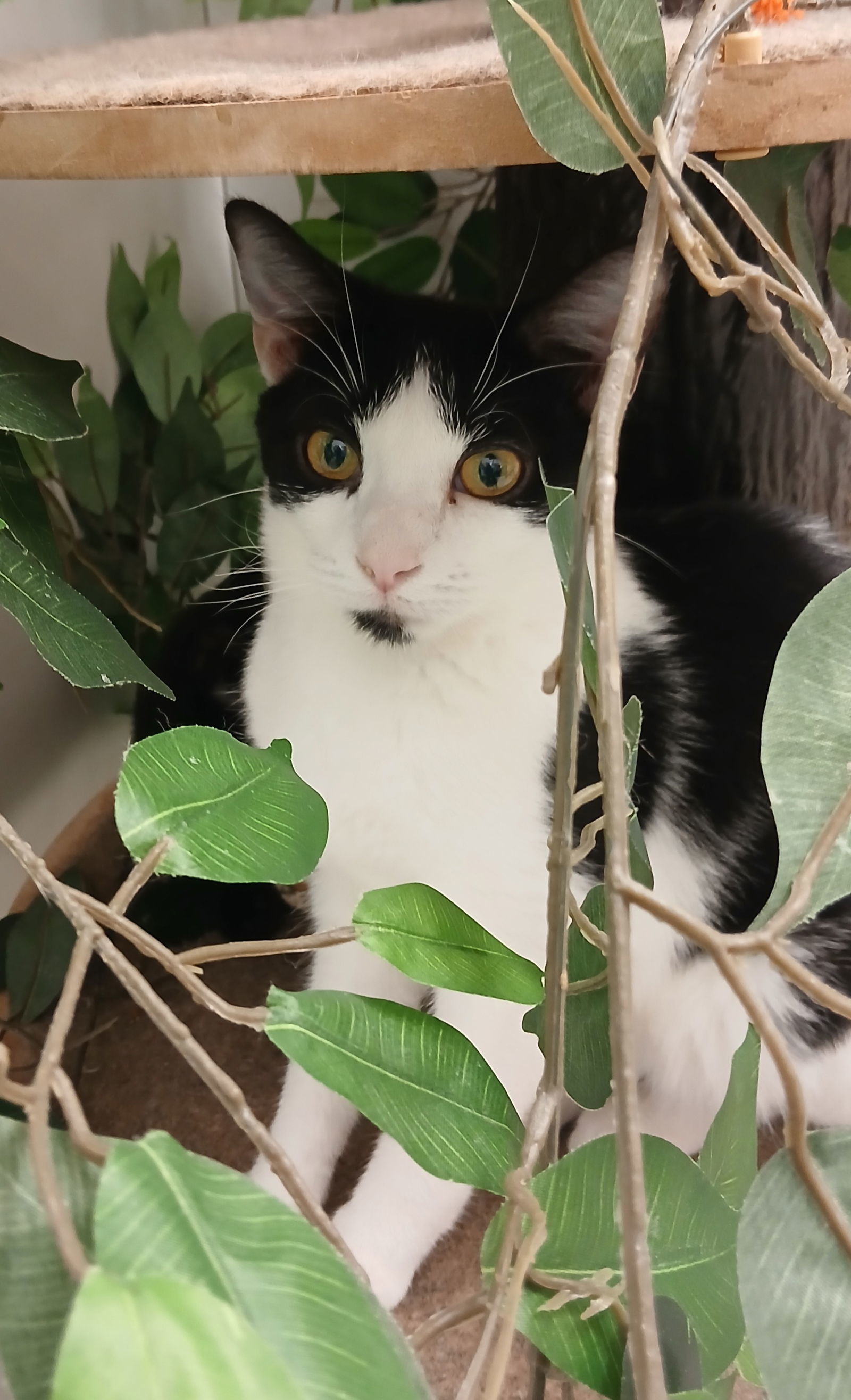Copacabana, an adoptable Domestic Short Hair in Bay City, MI, 48706 | Photo Image 1