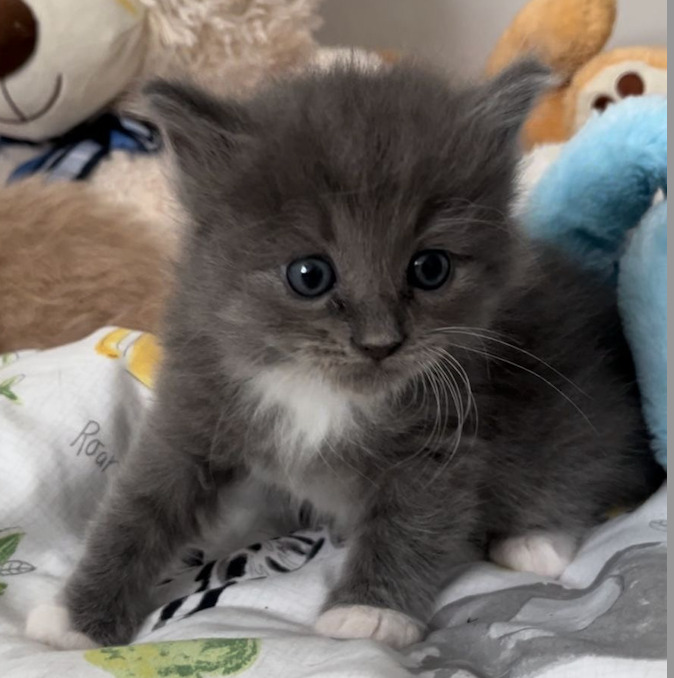 Percy, an adoptable Domestic Medium Hair in Calgary, AB, T3S 0C5 | Photo Image 2