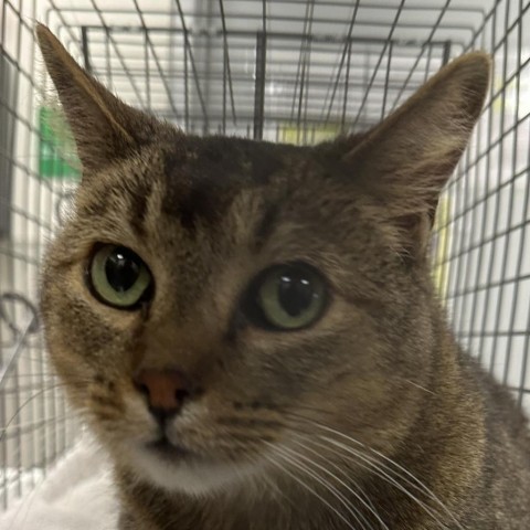 Jax, an adoptable Domestic Short Hair in Boulder, CO, 80304 | Photo Image 1