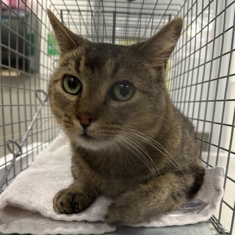 Jax, an adoptable Domestic Short Hair in Boulder, CO, 80304 | Photo Image 2