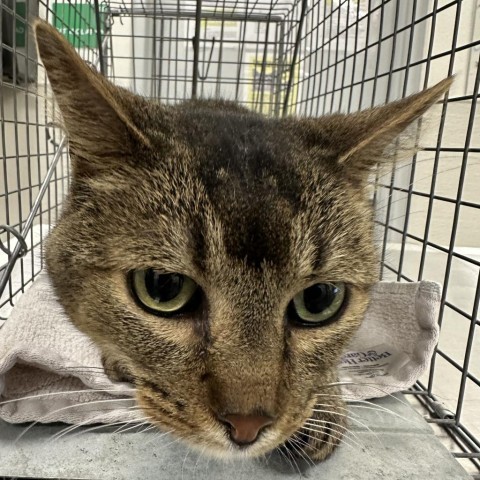 Jax, an adoptable Domestic Short Hair in Boulder, CO, 80304 | Photo Image 3