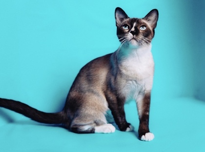 Clara, an adoptable Snowshoe, Domestic Short Hair in Fort Worth, TX, 76102 | Photo Image 2