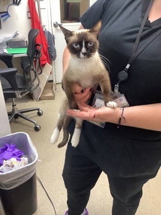 Clara, an adoptable Snowshoe, Domestic Short Hair in Fort Worth, TX, 76102 | Photo Image 3