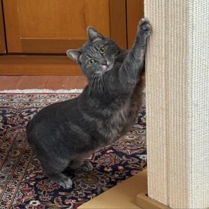Sweet shy Camila was rescued from the streets after having multiple litters of 