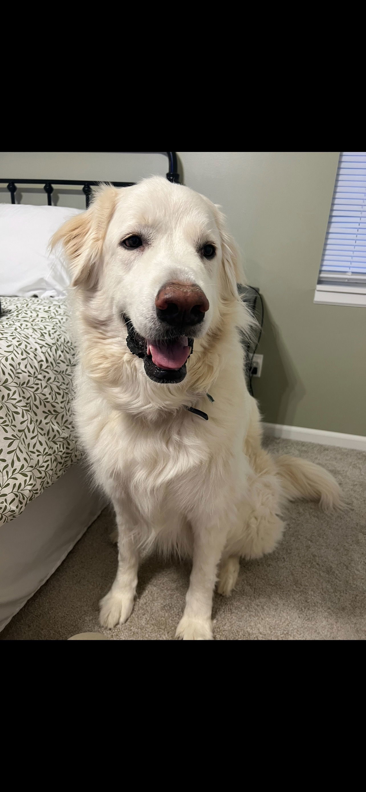 Shilah, an adoptable Great Pyrenees, Golden Retriever in Midway, UT, 84049 | Photo Image 1