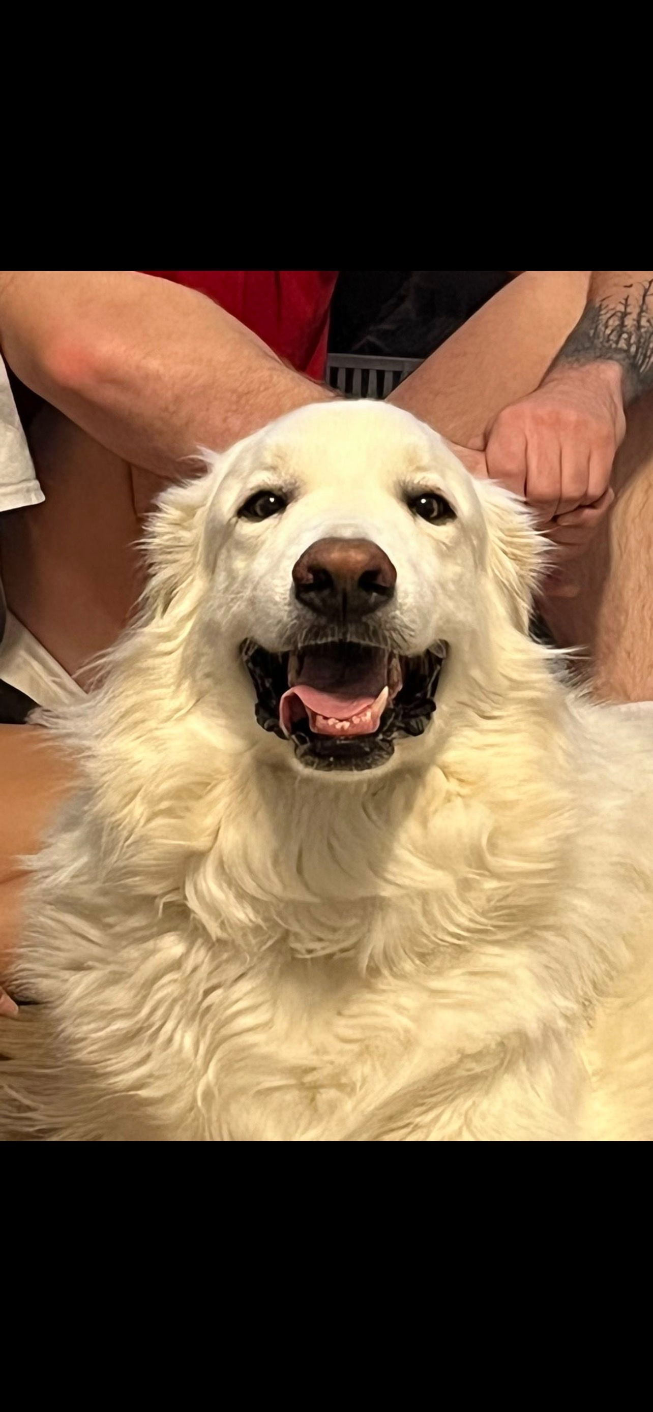 Shilah, an adoptable Great Pyrenees, Golden Retriever in Midway, UT, 84049 | Photo Image 2