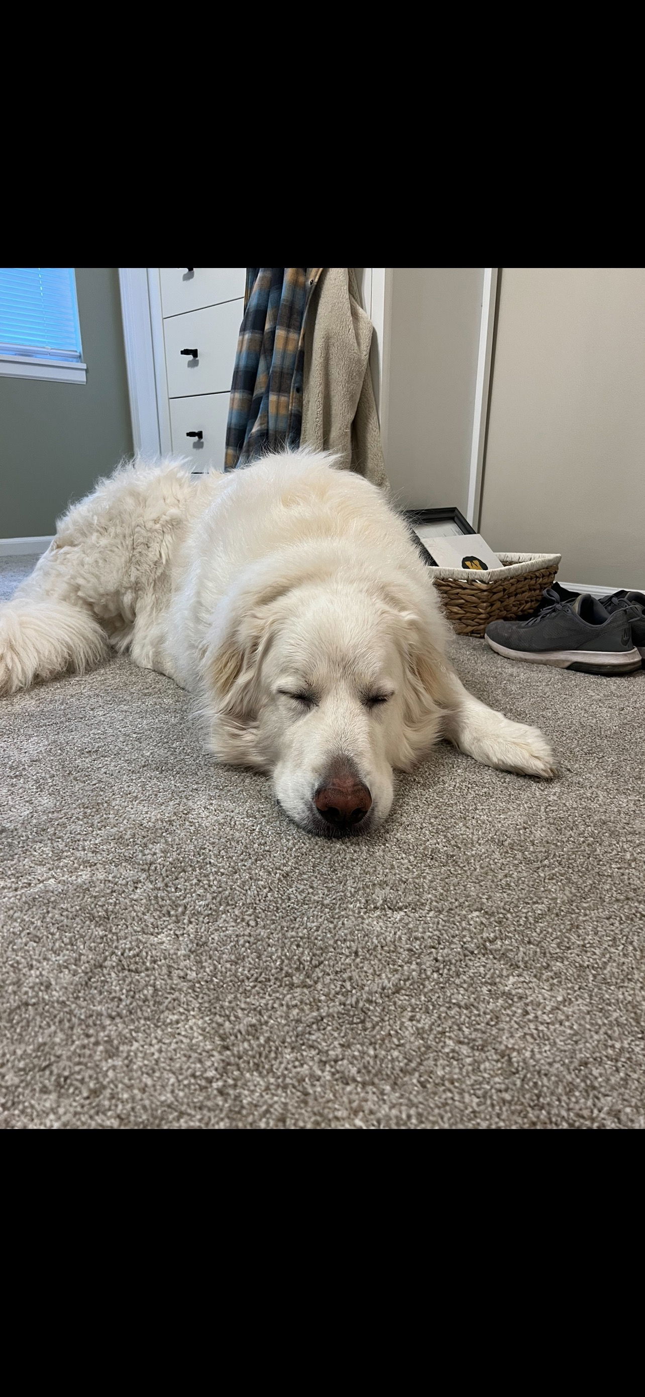 Shilah, an adoptable Great Pyrenees, Golden Retriever in Midway, UT, 84049 | Photo Image 3