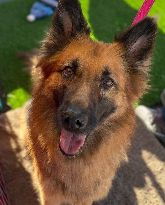 Gia