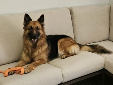 Gia 3