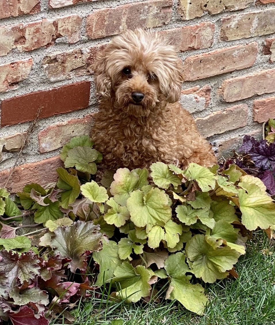 Sheila, an adoptable Poodle in Brooklyn Center, MN, 55429 | Photo Image 1