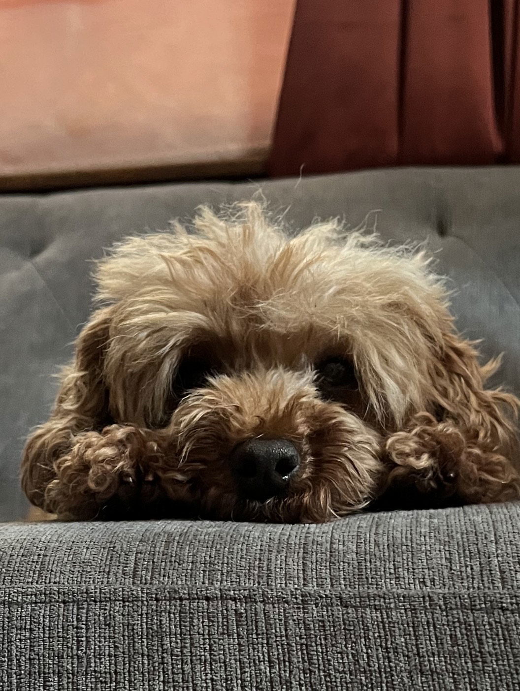 Sheila, an adoptable Poodle in Brooklyn Center, MN, 55429 | Photo Image 3