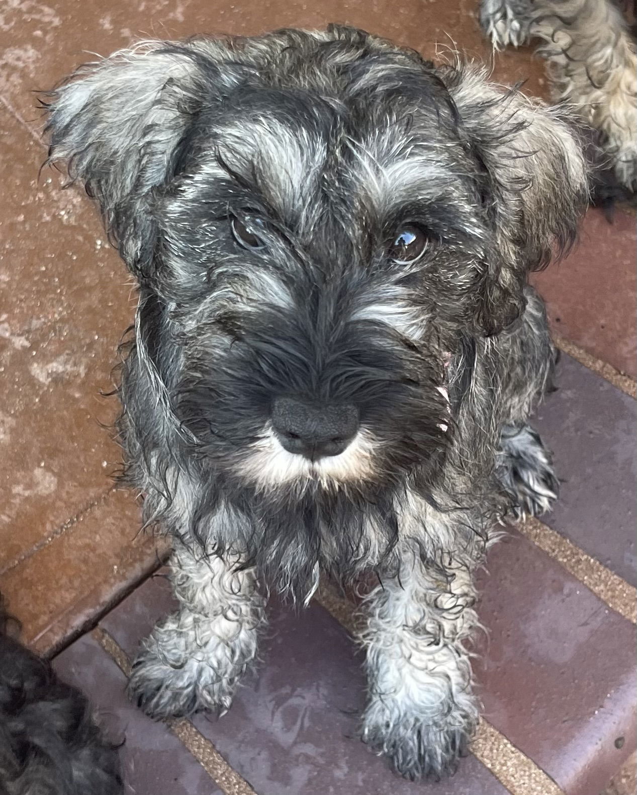 Anastasia, an adoptable Schnauzer in Rancho Cucamonga, CA, 91701 | Photo Image 2